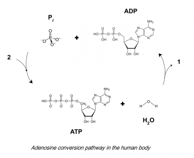 99% ATP Adenosine Powder For Skin Moisurizing CAS 58-61-7 EC NO.200-389-9 1