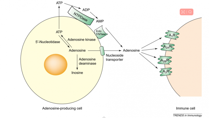99% ATP Adenosine Powder For Skin Moisurizing CAS 58-61-7 EC NO.200-389-9 2