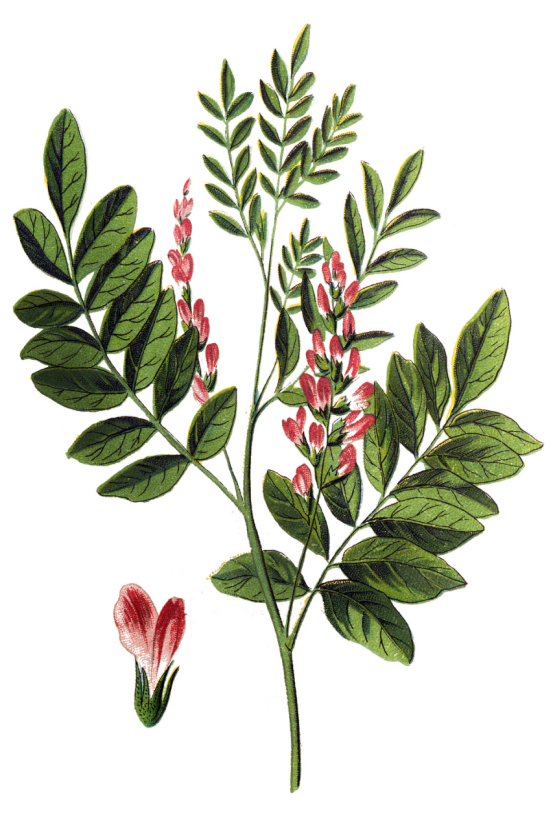 PT40 Raw Cosmetic Ingredients Glycyrrhiza Glabra Root Powder Cas 84775-66-6 0