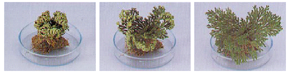 OEM Water Soluble TRHL Trehalose Powder CAS 99-20-7 1