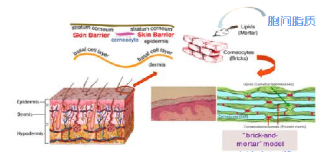 Cera-3 Ceramide Np In Skin Care Raw Material White Powder 1